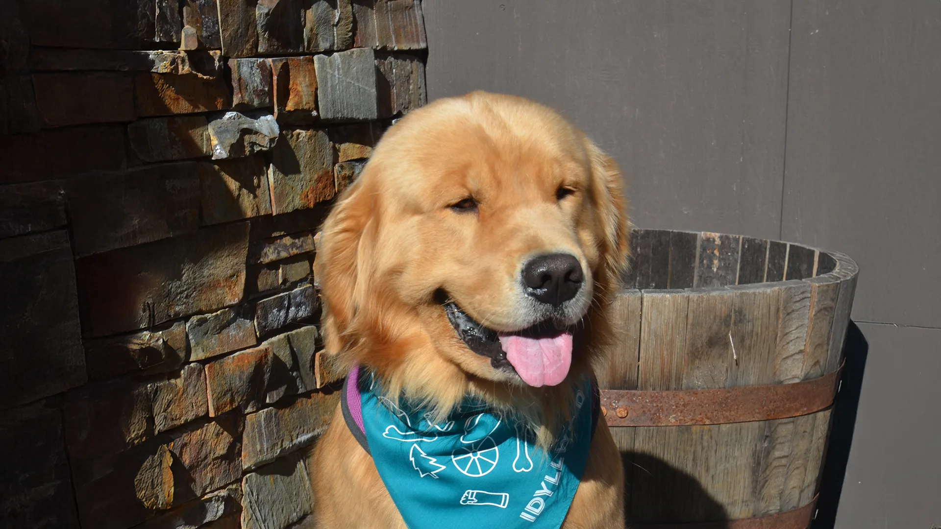 Mayor Max, Idyllwild's golden retriever mayor, sitting in the sun in a teal Idyllwild bandana beside a wine-barrel planter