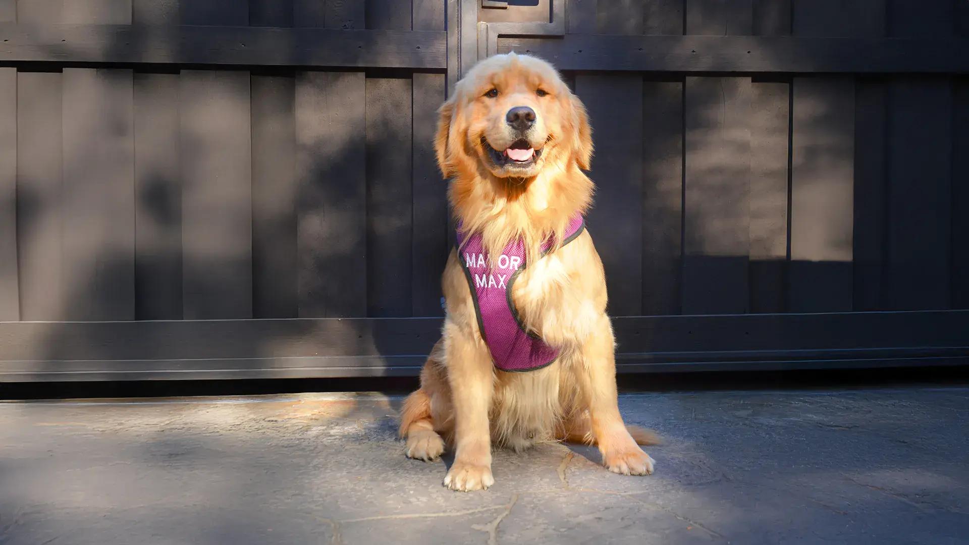 Mayor Max, Idyllwild's golden retriever mayor, sitting in a purple harness in front of a dark wooden wall